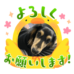 suzu_20250403182432