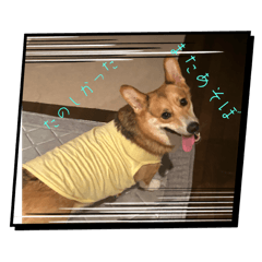 SYO_20250403194029