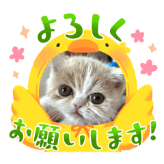 non_20250403194318
