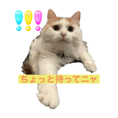 mon_20250403221551