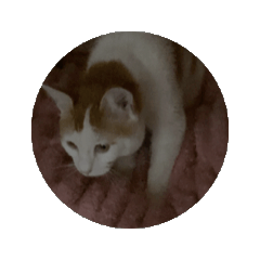 My home cat 20250404