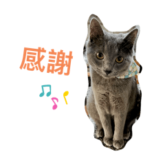 Mogu Blue Cat Daily2