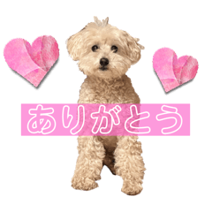 Cream Nishimura stamp
