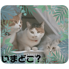 yuki_20250404003317