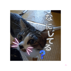 neko_20250404075950