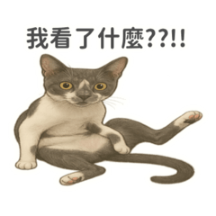 毛毛貓咪:)
