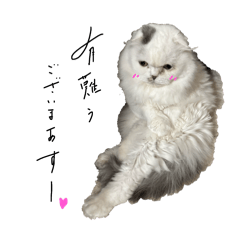 ^^neko