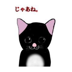 cute cats greet