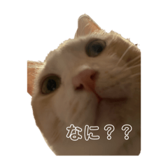 mi_20250403215731