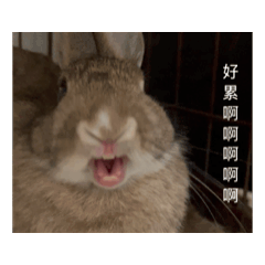 耶皮是一隻豬