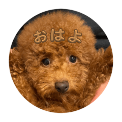 Maron_20250404144926