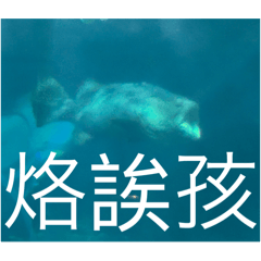 鼠魚貓