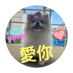 圓仔小狗表情包之3