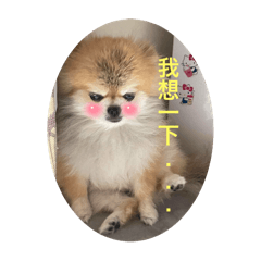 圓仔小狗表情包之2