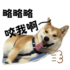 呆呆栗子