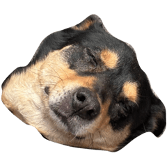 是隻狗