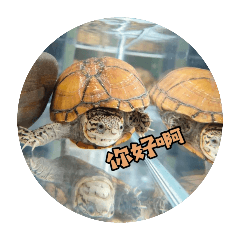 烏龜與小鳥