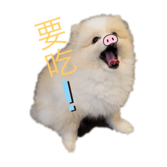 圓仔小狗日常yuanzi