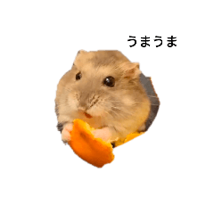 hananeko_20250404214322