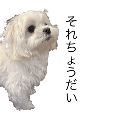 choco_20250404215302