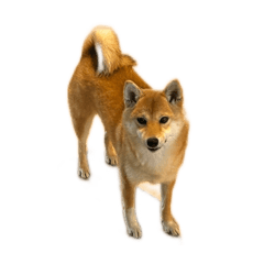 abc_20250405091439