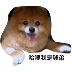 哈嘍我是球弟