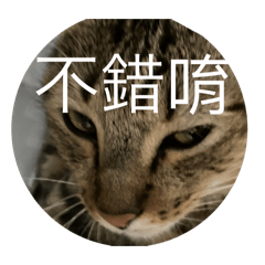 麥麥and娜娜——貓