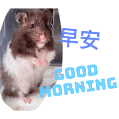 可愛的巧克力倉鼠