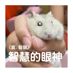 琪琪的小鼠鼠（小布丁12345678901234567）