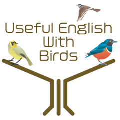 Useful English with birds!!!