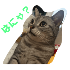 neko_20250405202719