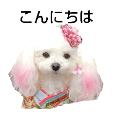 vanilla_pet_dog