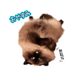 pon_20250405182400