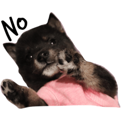 mameshiba boo-chan/normal ver.