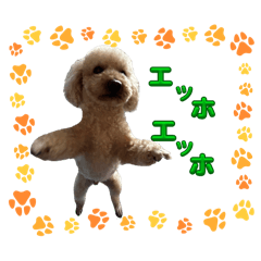 toy poodle ruirui