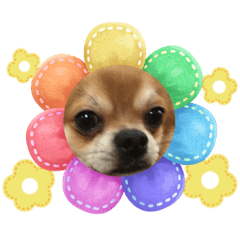 miho_20250405223800
