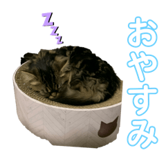 ryupi_20250405232445