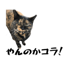 kuro_20250405213209