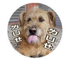 毛毛是一隻狗