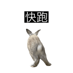 沒有名字就叫小兔