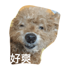 娃小姐的日常