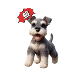 狗狗系列-雪納瑞