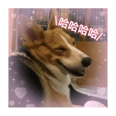 柯南小朋友兩歲了