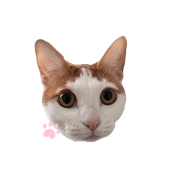 chacha.hana