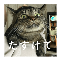 misaki_20250406112307