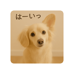 chihuahua_no_ren_20250406125228