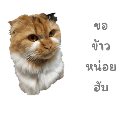 PP_20250404170001