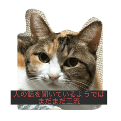 Kinokomen_20250406004230