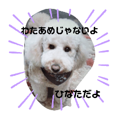 pon_20250406172728