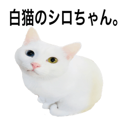 white cat shirosan